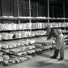 White man working at shelves filled with various types of pottery