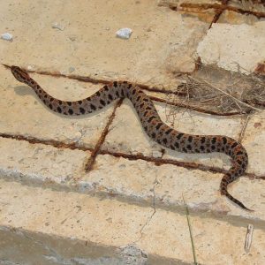 beige snake with black markings crawling along ground