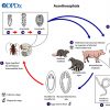 Chart indicating various life cycle changes of a worm