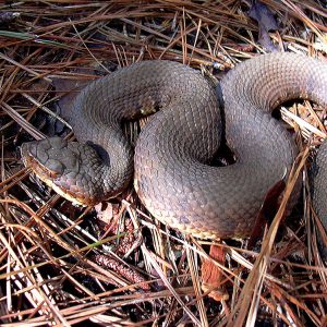 Gray snake sitting on pine needles