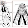 Drawing showing two views of a microscopic animal with parts labeled