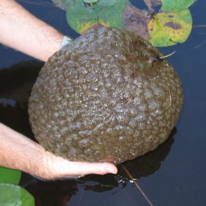 Person holding a large organic ball above surface of a pond