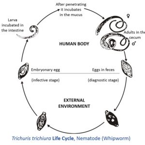 Chart indicating various life cycle changes of a worm