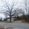 Tall bare tree next to road with pairs of shoes hanging from it