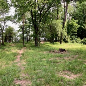 Green treed area with concrete picnic table in distance