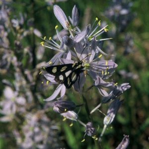 Black moth with white spots on lavender colored flowers