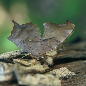 Brown and gray butterfly with subtle markings