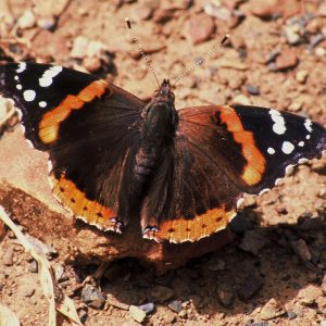 Brownish red butterfly with white