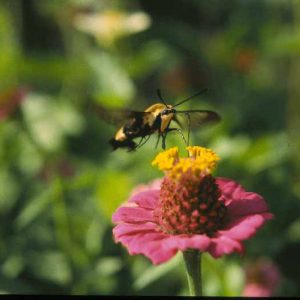 Black and yellow moth hovering above flower