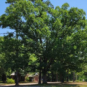 Church building and sign amid large trees