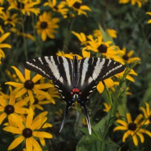 Black butterfly with white stripes and a red mark amid flowers