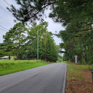 Road running between trees