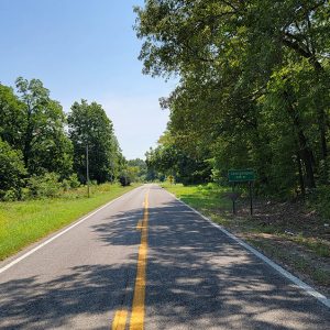 Road going through row of trees