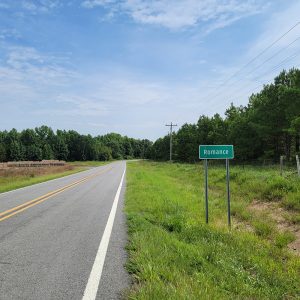 Country road between trees