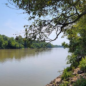 Tree-lined river with greenish water