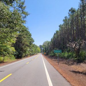 Country road running through pine trees