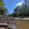 River with fallen tree and bridge in the distance and trees standing on both banks