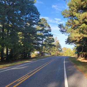 Country road running past tall evergreen trees