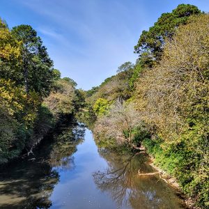 River with forested banks with tall trees