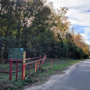 Tree-lined road going down to a lake with open red gate