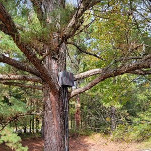 Tree with a speaker mounted up in the branches with wires leading from it to the ground