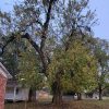 Large tree with thick trunk amid several buildings