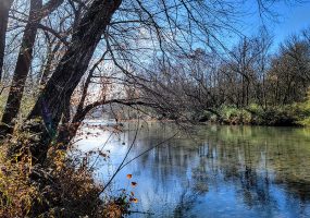 Banks of river with trees