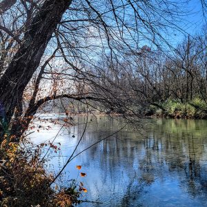 Banks of river with trees