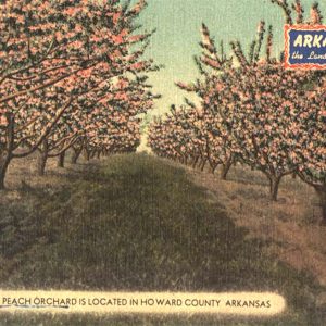 photo of an orchard