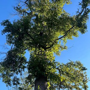 A tall tree seen from below with blue sky in background