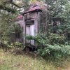 dilapidated church building with trees and brush growing into it