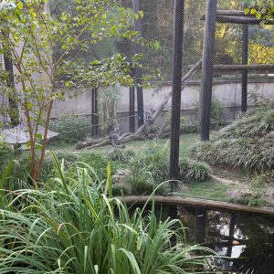 lemurs in an enclosure with water and plants