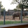 Two elephants in an enclosed area