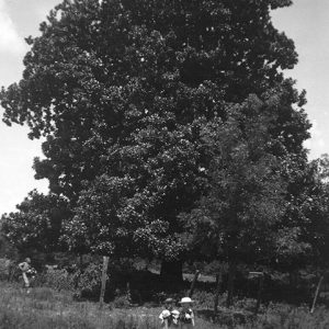 Two women in dresses walking before a large tree