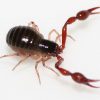 An invertebrate animal with eight legs and two large red pincers in front