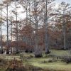 Several tall trees standing in layers of green algae sitting on top of shallow water