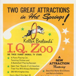 Flyer with cartoon of rabbit jumping through hoop raccoon and duck location of events and description of attractions text "Two Great Attractions in Hot Springs! Keller Breland's I.Q. Zoo see these famed animal TV stars"