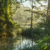 Sun shining through trees marshes along river bed in foreground